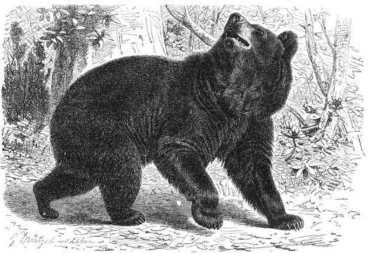 bear illustration.jpg